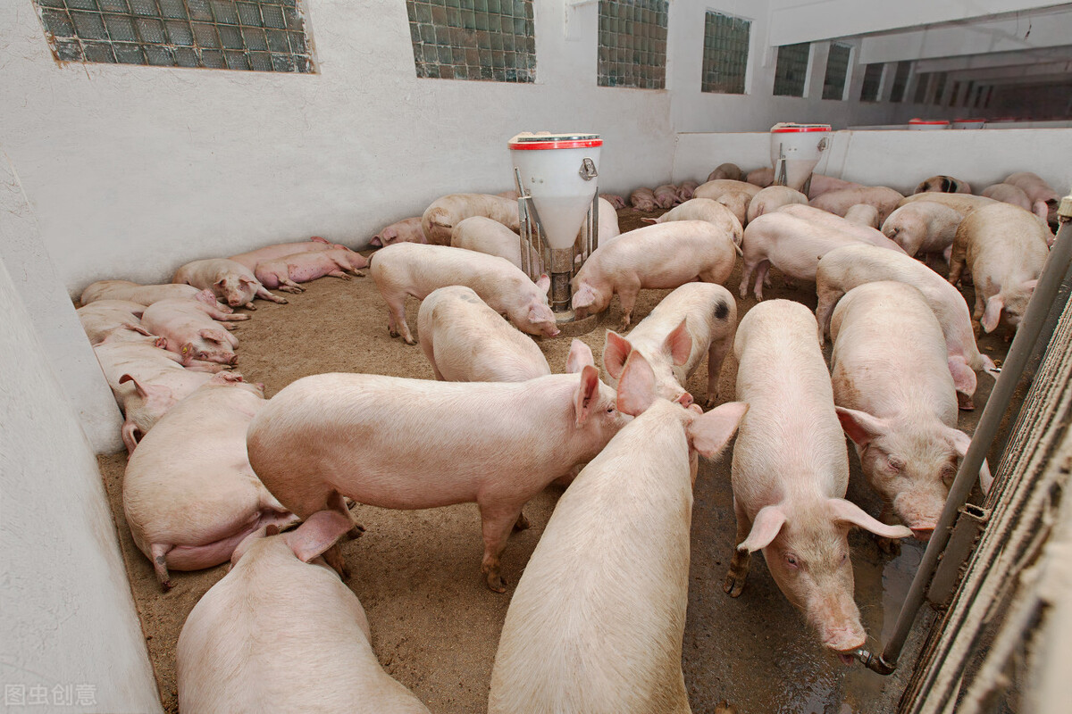 12月15日猪价全面反弹，市场缺猪被实锤？春节猪肉自由还有戏吗