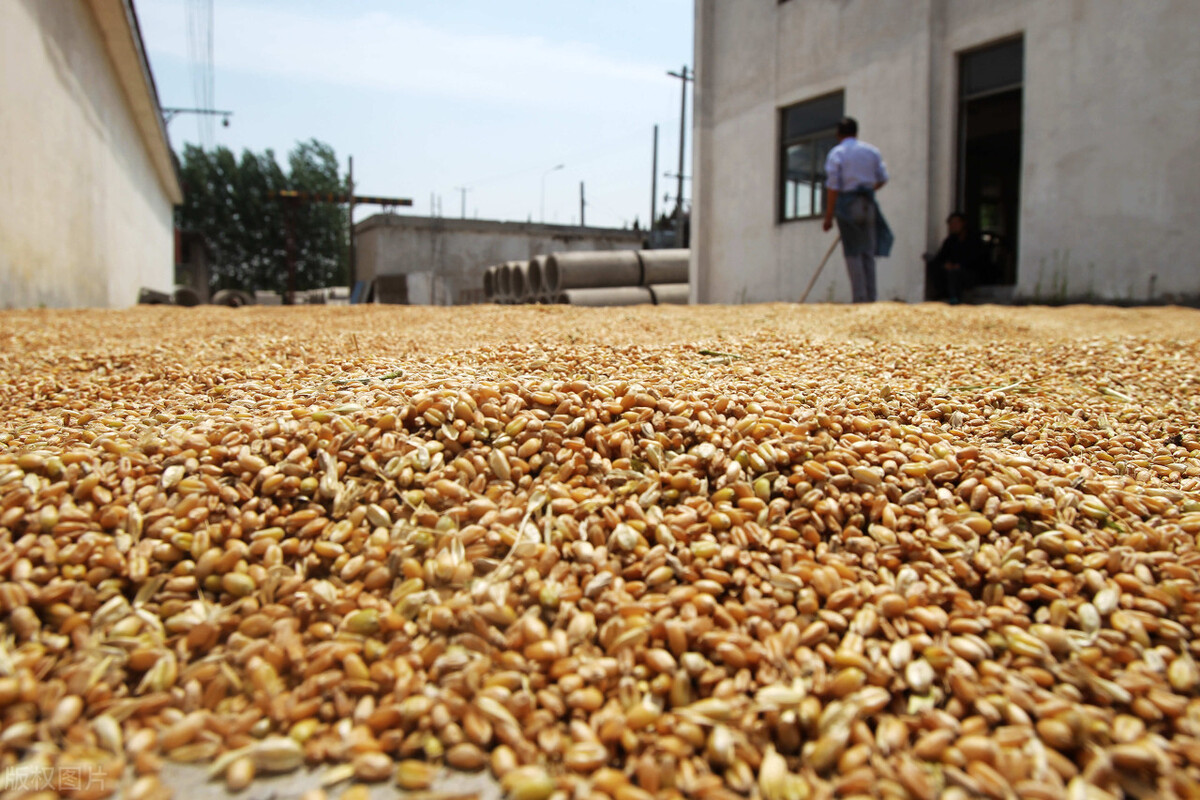 再次采购近2000万吨粮食，为何国内小麦玉米价格还有上涨趋势