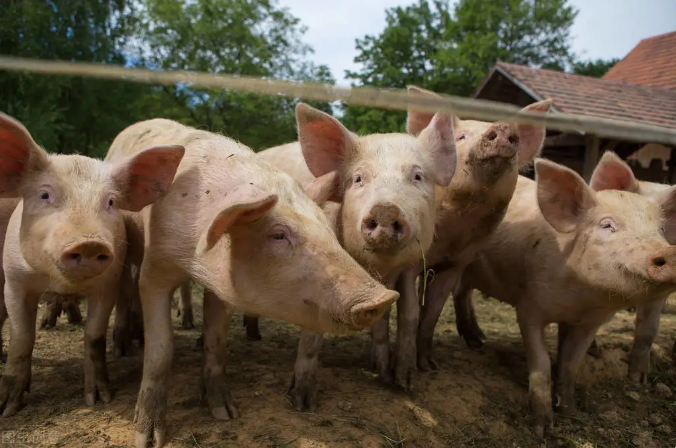 猪粮比跌破“6”，市场供应没有明显改善，猪农咋办？
