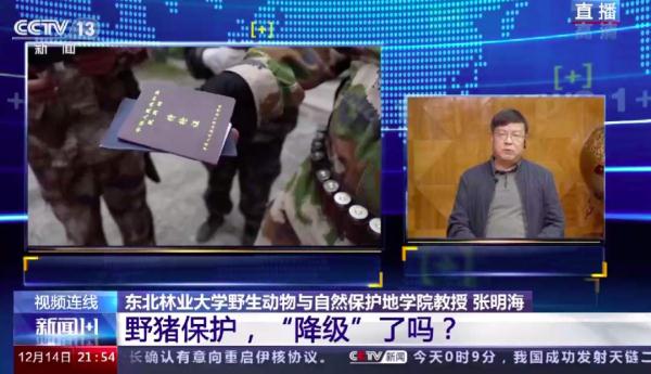 野猪被调出名录，保护降级了吗？捕杀还会获刑吗？
