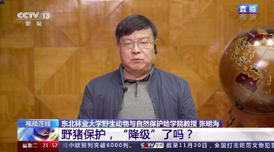 野猪被调出名录，保护降级了吗？捕杀还会获刑吗？