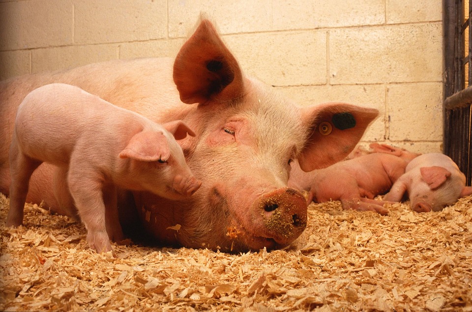 时隔2年大翻身！法国与中国重签猪肉出口协议，将按区划分限制