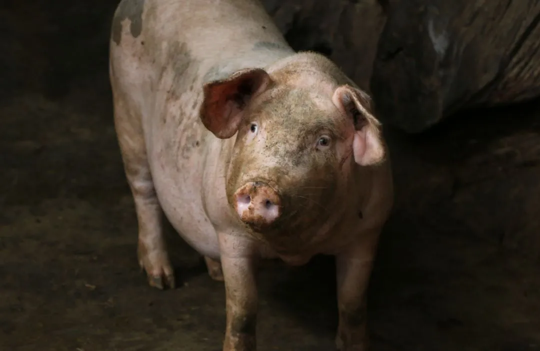 非洲猪瘟感染后，哪个阶段猪成活率高？