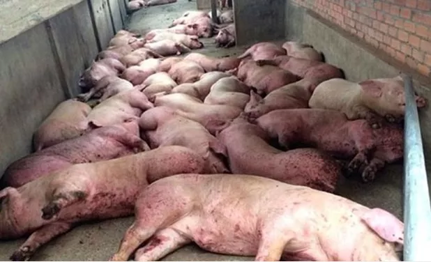 越南非洲猪瘟肆虐，被迫求援国际组织