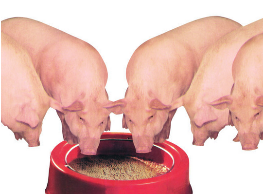 猪吃几分饱长得最快？育肥猪一天喂几顿最好？本文有最佳答案