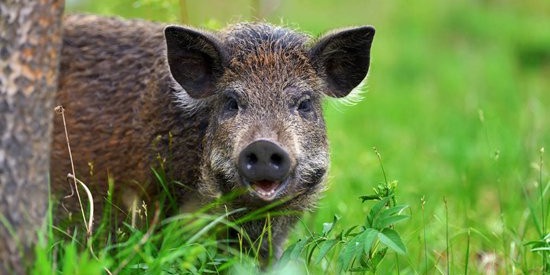 四川捕杀800头野猪，如果野猪肉流入市场，会影响普通猪肉价格吗