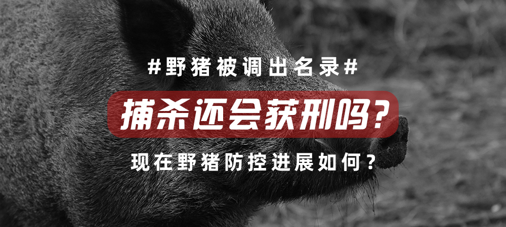野猪被调出名录，保护降级了吗？捕杀还会获刑吗？
