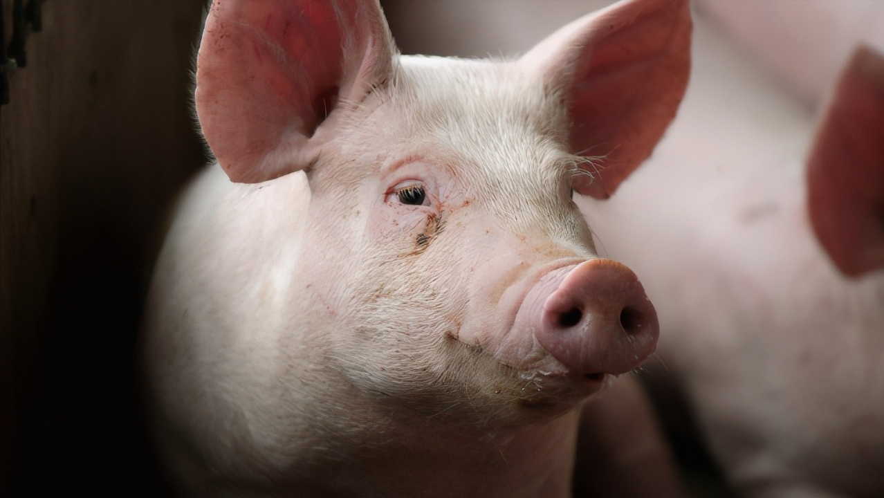 12月15日猪价：全面反弹！生猪供给缩量，市场真的缺猪吗？