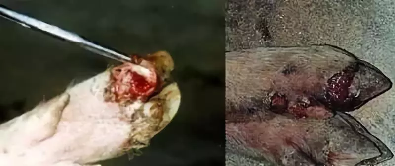 猪场口蹄疫“一死一大片”？传染性强要控好！附上防治方法