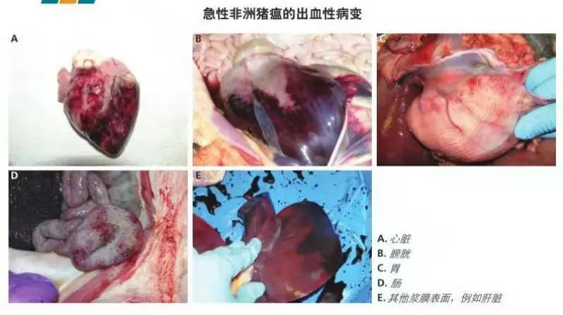 非瘟为何在秋季比夏季厉害？