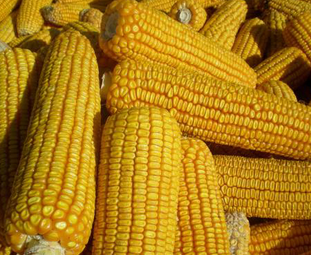 玉米“拉锯战”开始，年前价格基本定了！年后变数增大？