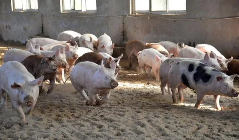 猪场冬季赖以生存、保存经济实力的重中之重，
