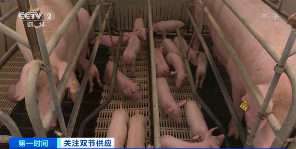 元旦、春节要来到，猪肉价格不升反降？还会再涨吗？