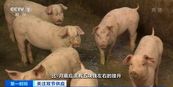 元旦、春节要来到，猪肉价格不升反降？还会再涨吗？