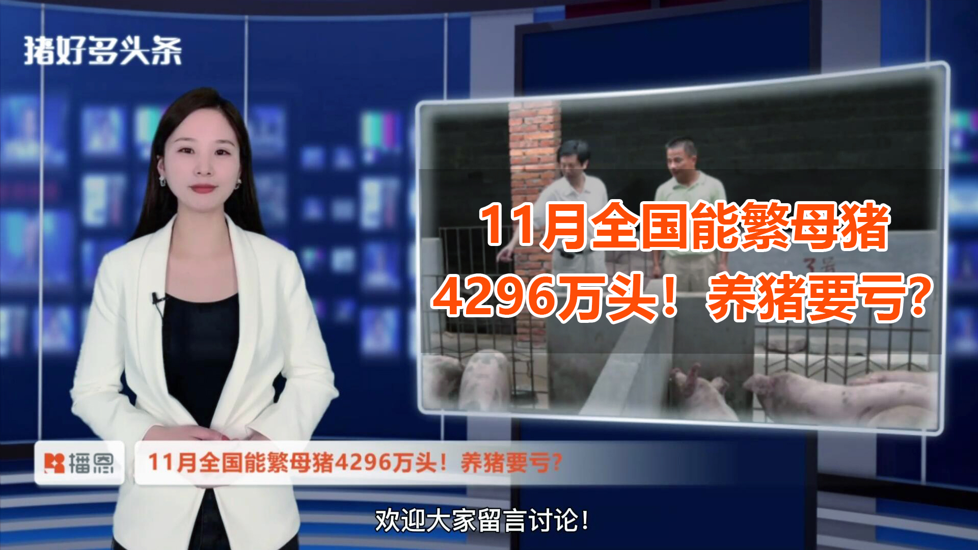 11月全国能繁母猪4296万头！养猪要亏？官方：春节猪价不会大涨！