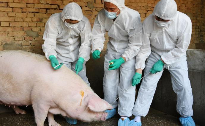 农民日报：非洲猪瘟疫情防控不松懈 生物安全体系建设要加强