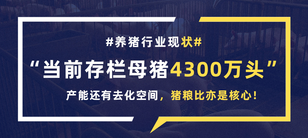 行业现状：当前存栏母猪4300万头，产能还有去化空间，猪粮比亦是核心！