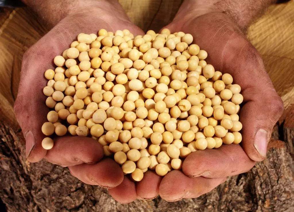各种因素叠加影响，豆粕能否再现去年同期惊人的涨势？