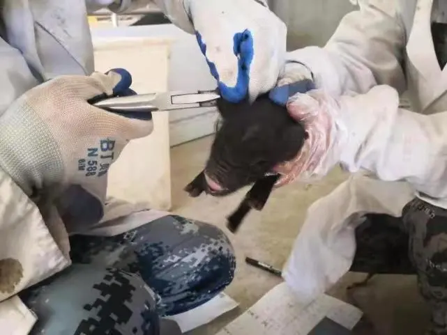 重磅！9头猪宝宝出生！西藏首例体细胞克隆藏猪顺利诞下仔猪