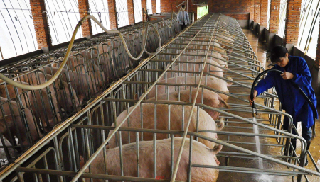 大北农：2021年生猪权益出栏量约370-400万头！前三季度完全成本18-19元/公斤