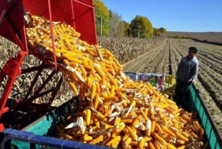 通化县今年的玉米大丰收，四亩地的玉米能卖一万多元
