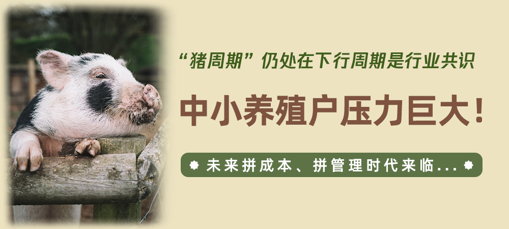 “猪周期”仍处在下行周期是行业共识，中小养殖户压力巨大！未来拼成本、拼管理时代来临...