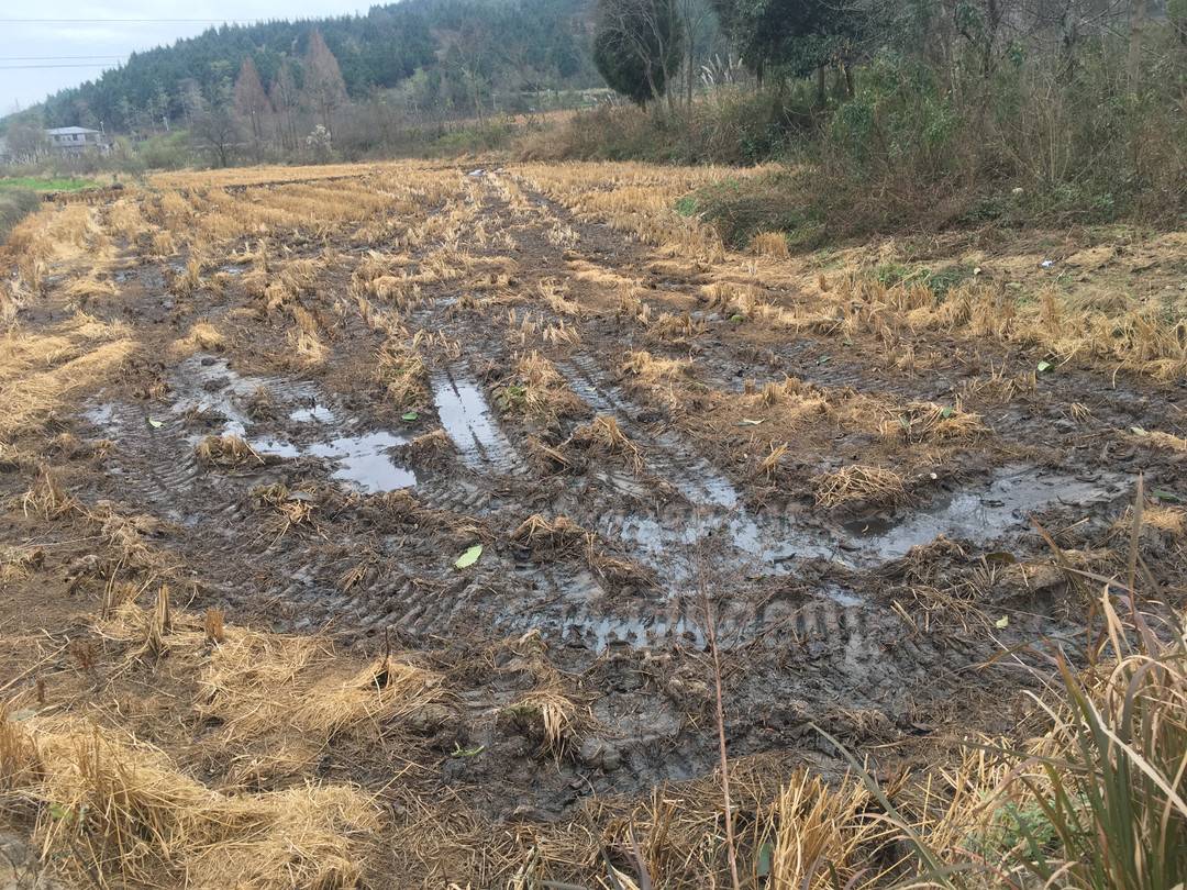 四川江油市一猪场排污管破裂长达10余米，沟渠内可见流淌的粪污！