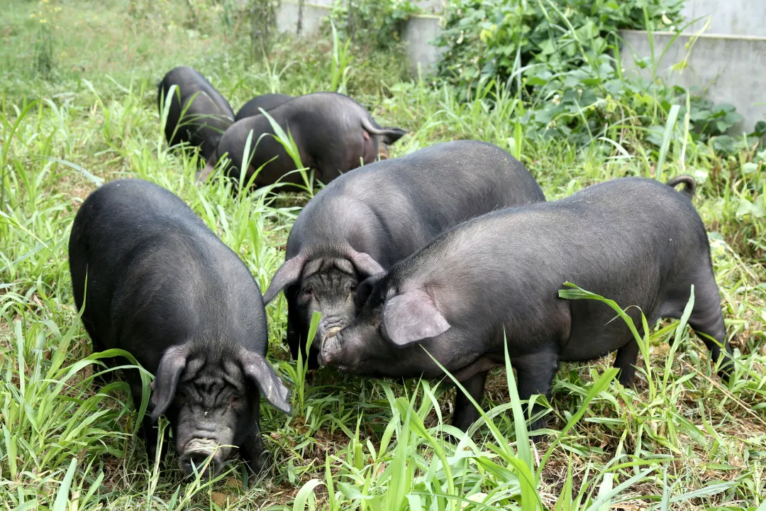 新春将至，大家快来预订一头“年猪”,让川藏黑猪肉征服你的味蕾!