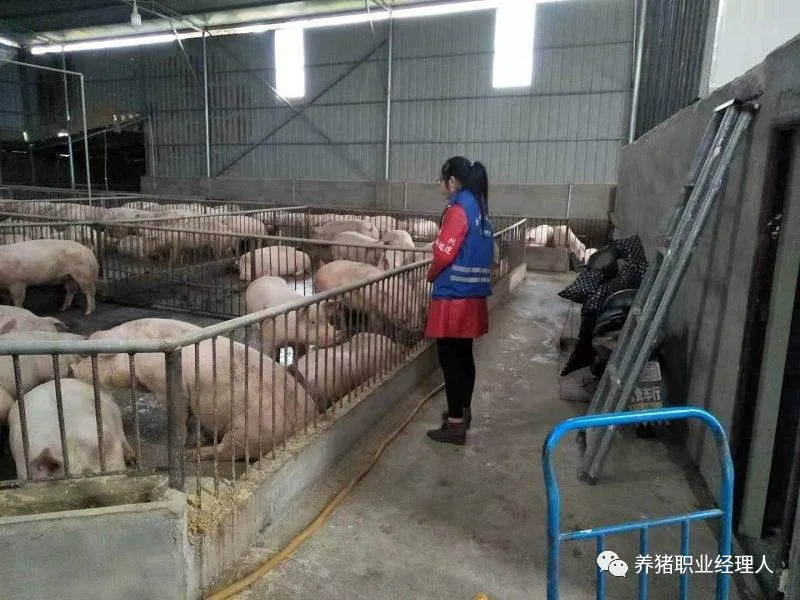 商品场非洲猪瘟防控技术要点（2）