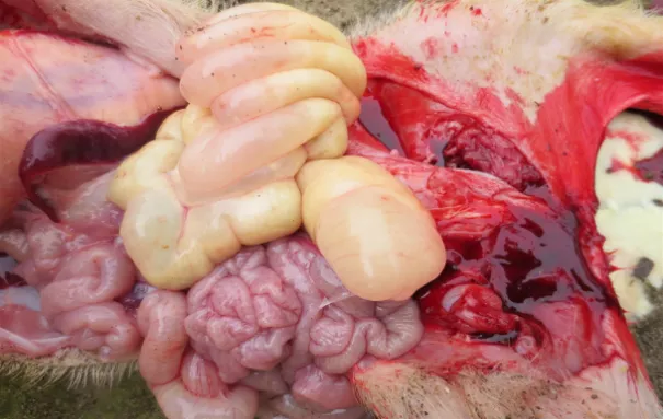 十二指肠腹泻仔猪解剖病变主要变现肠道壁薄而透明如薄膜,充满气泡,胃