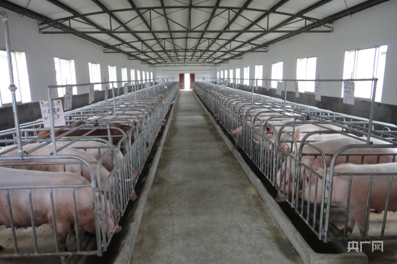 贵州黔南：引龙头稳“盘子” 生猪养殖规模化率全省第一
