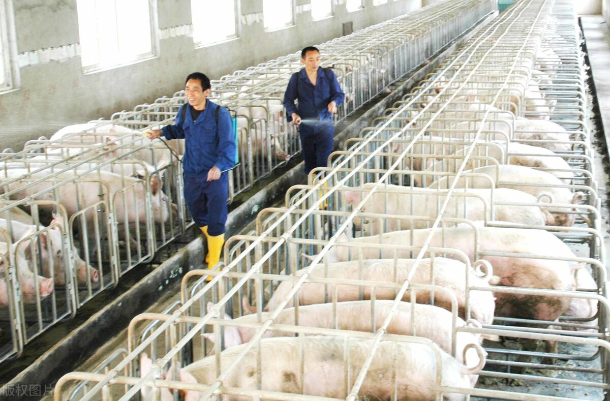 可以放心养猪了！国家养猪行业发展规划公布，“猪周期”或将不在