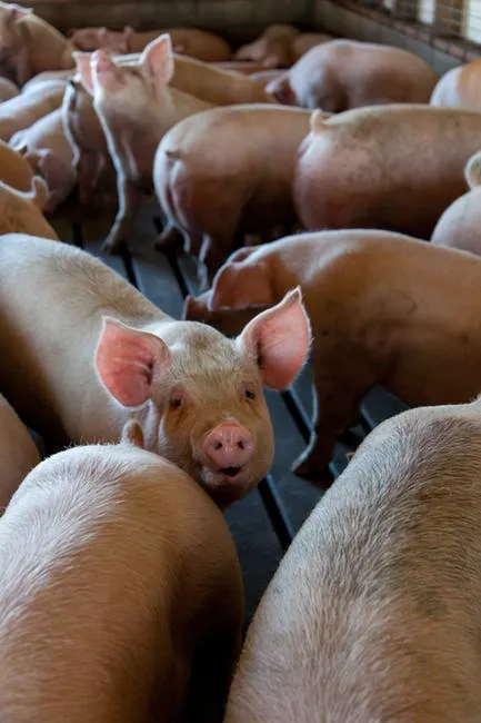 如何加强猪场生物安全级别，做好防控堡垒？