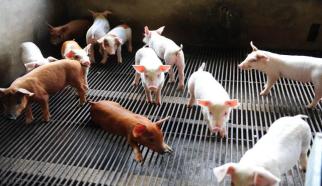 “冻”出来的副猪，是猪场的一大杀手，养殖户该如何应对？