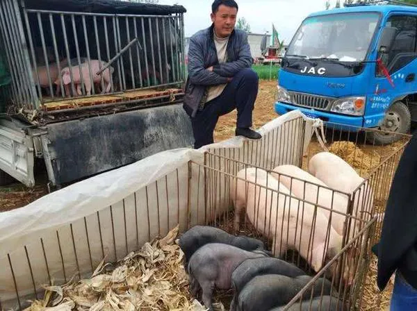 猪价又回7元区间，旺季不旺，恐慌性出栏或将加剧！养猪人该怎么办？
