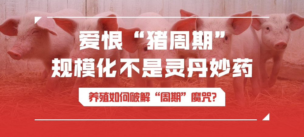 爱恨“猪周期” ，规模化不是灵丹妙药，养殖如何破解“周期”魔咒？