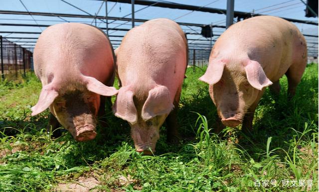 为何大型养猪上市企业，每年补贴上亿元，仍然摆脱不了亏损？