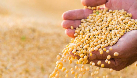 2021年12月25日全国各省市豆粕价格行情，豆粕价格再攀高峰！国内养殖需求正盛，年前还会涨吗？