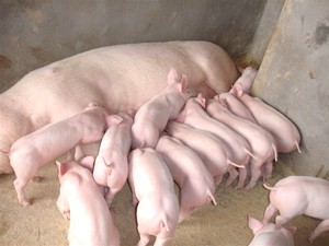 75天母猪的低温症治愈，如何检查母猪是否怀孕？