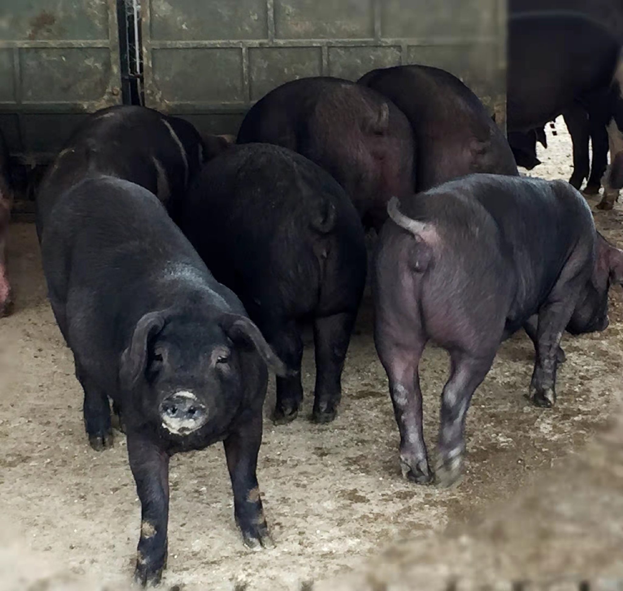 “绿嘉黑”肉质性能双突破，浙江自培优质黑猪被拍出3000万元高价！