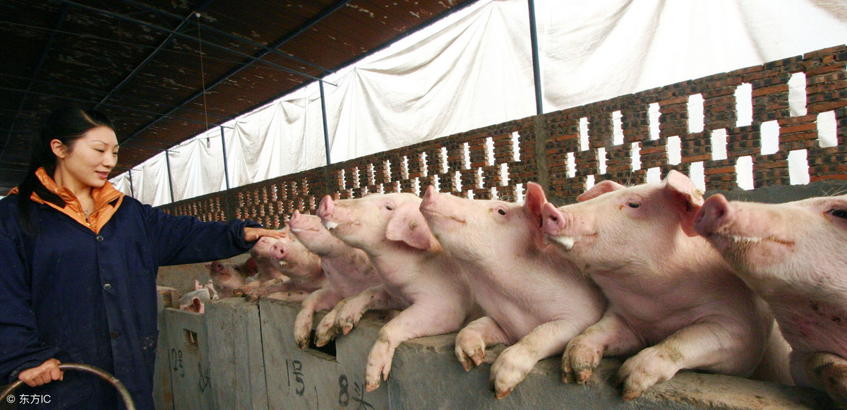 科学认识非洲猪瘟，如何防治非洲猪瘟？