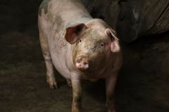 育肥猪干咳多数与它相关！灰尘、通风不良会加剧症状
