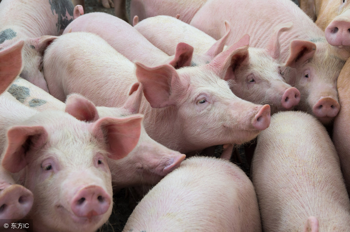 科学认识非洲猪瘟，正确防治非洲猪瘟