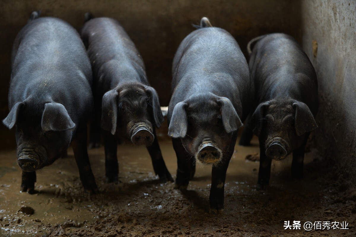 好消息：我国研究出黑猪新品种，能和进口品种媲美，吃起来更香