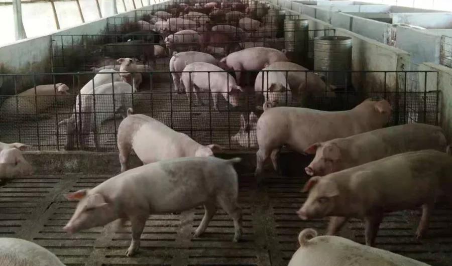 现在猪肉吃得起了，养殖场会亏本吗？
