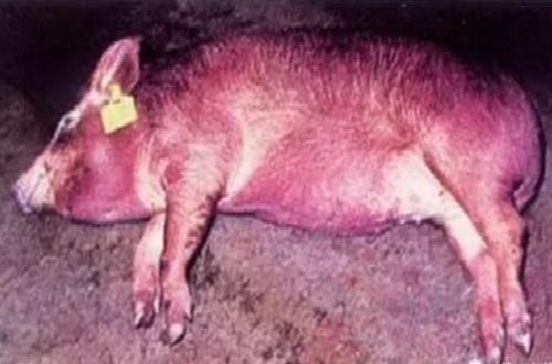 科学认识非洲猪瘟，如何防治非洲猪瘟？