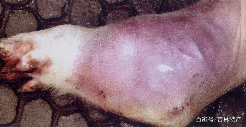 猪链球菌病怎么治