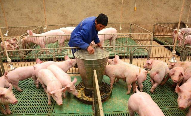 维生素C在猪场中的作用有哪些？