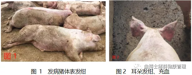 一例猪流感继发传染性胸膜肺炎的临床诊治