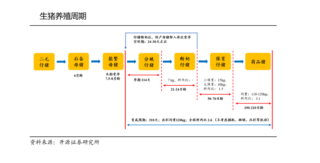 农业专题策划三｜猪周期“V”型反转前 猪企继续承受资金的考验